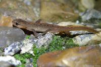 Lissotriton helveticus