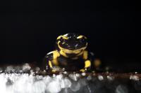 Salamandra salamandra