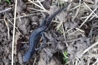 Ichthyosaura alpestris