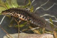 Lissotriton vulgaris
