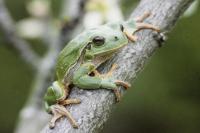 Hyla arborea