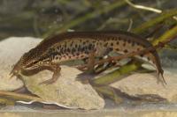 Lissotriton helveticus