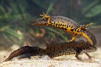 Triturus cristatus