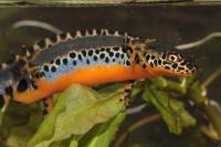 Ichthyosaura alpestris