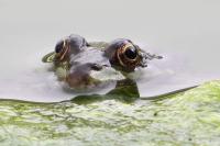 Pelophylax kl. esculentus