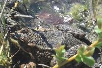 Pelophylax kl. esculentus