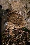 Bufo spinosus
