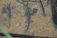 Salamandra salamandra