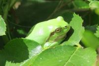 Hyla arborea