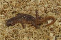Lissotriton helveticus