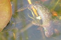 Ichthyosaura alpestris