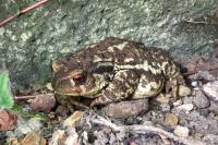 Bufo spinosus