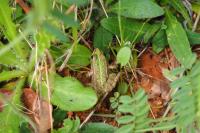 Pelophylax kl. esculentus