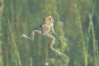 Pelodytes punctatus