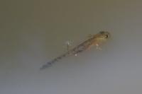 Salamandra salamandra