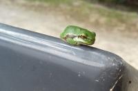 Hyla arborea