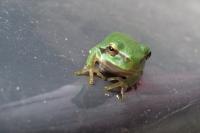 Hyla arborea