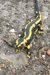 Salamandra salamandra