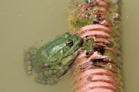 Pelophylax ridibundus