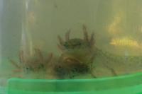 Ichthyosaura alpestris