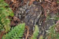 Bufo spinosus