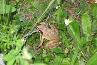 Rana dalmatina