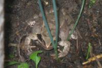 Rana dalmatina