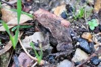 Bufo