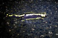 Salamandra salamandra