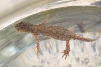 Ichthyosaura alpestris