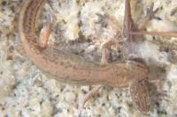 Lissotriton helveticus