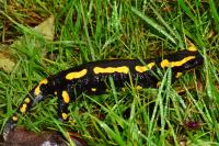 Salamandra salamandra