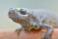 Triturus cristatus