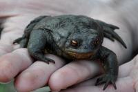 Bufo
