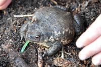 Bufo spinosus