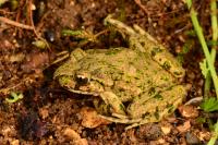 Pelodytes punctatus