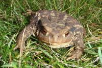 Bufo spinosus