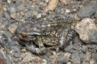 Bufo spinosus