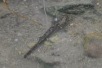 Salamandra salamandra