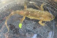 Lissotriton helveticus