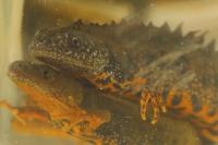 Triturus cristatus