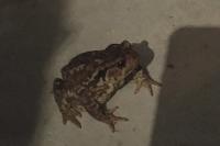 Bufo spinosus