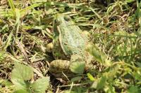 Pelophylax kl. esculentus