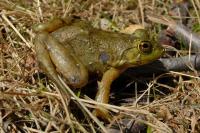 Aquarana catesbeiana