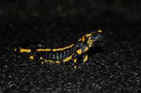 Salamandre tachetée