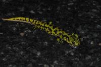 Triturus marmoratus