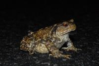 Bufo spinosus