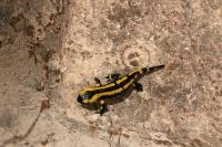 Salamandra salamandra