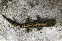 Triturus marmoratus