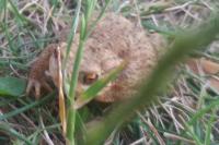 Bufo spinosus